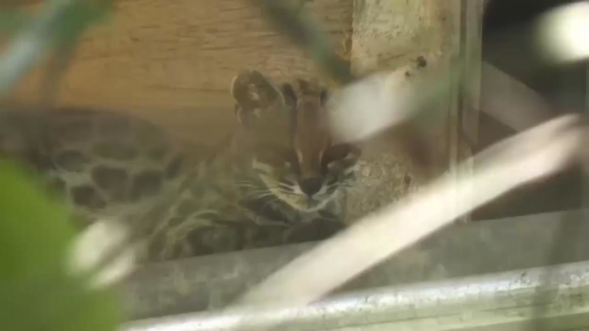 New cat species seen at Bolivian wildlife refuge
