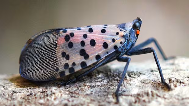 Winemakers group pushes spotted lanternfly public awareness after 1st Canadian detection