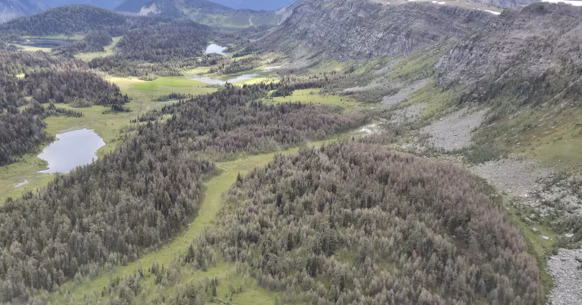 Lovely larches? Maybe not this year, Parks Canada says
