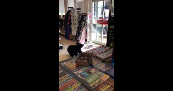 Mother bear that wandered into B.C. store killed by conservation officers