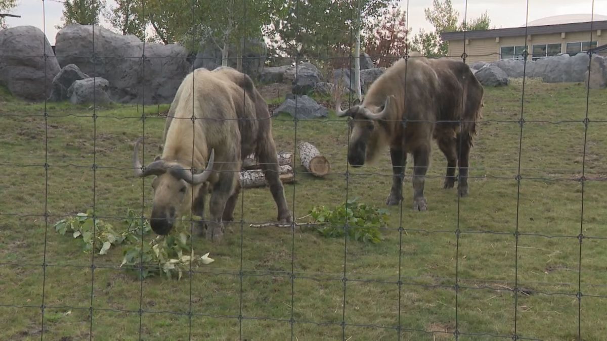 City tree removals benefit Calgary zoo animals