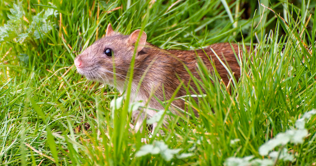 Dead rat found in Bowden, Alta.; officials call in Rat Patrol