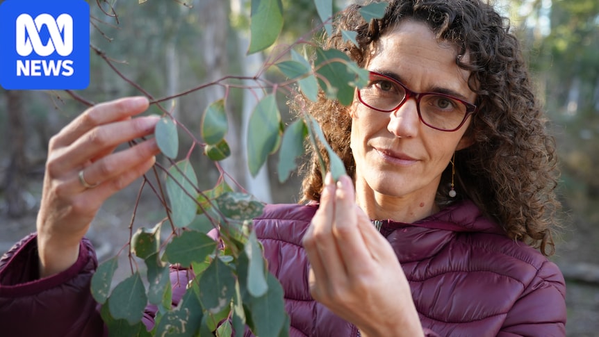 Scientists develop tech to measure eucalypt flammability from space