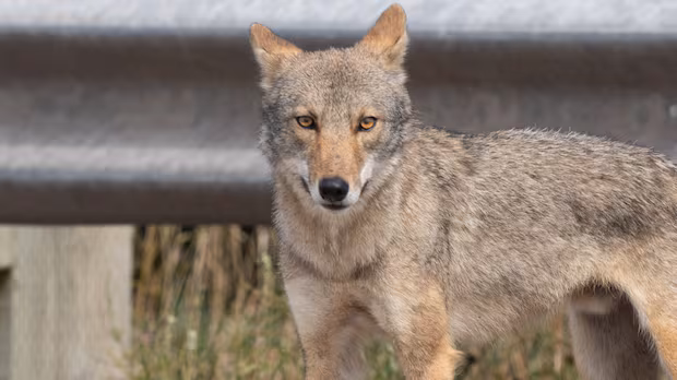 Coyote bite causes temporary closures in Cape Breton Highlands National Park