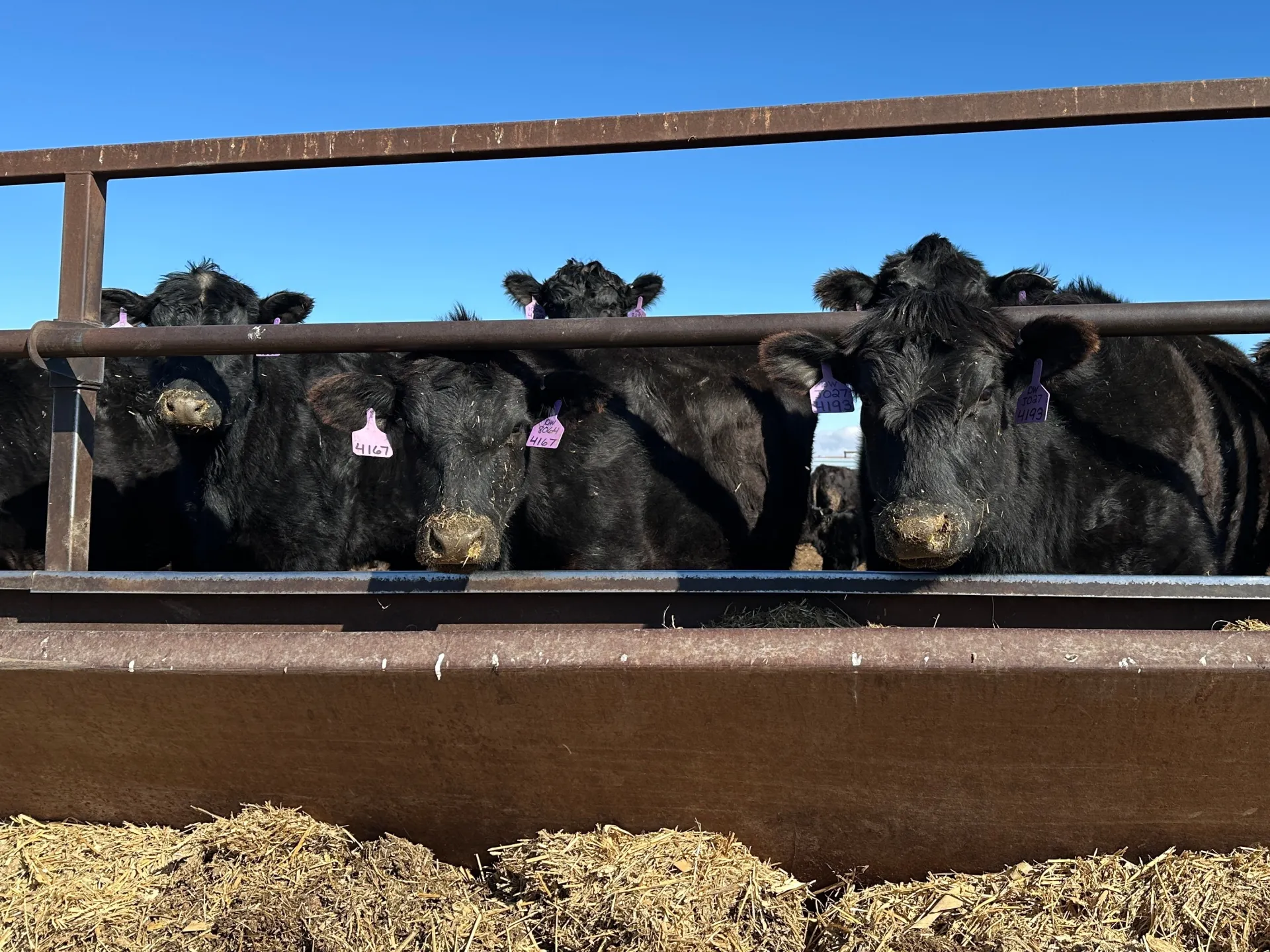 Cattle to feed: Why a global meat crisis is looming