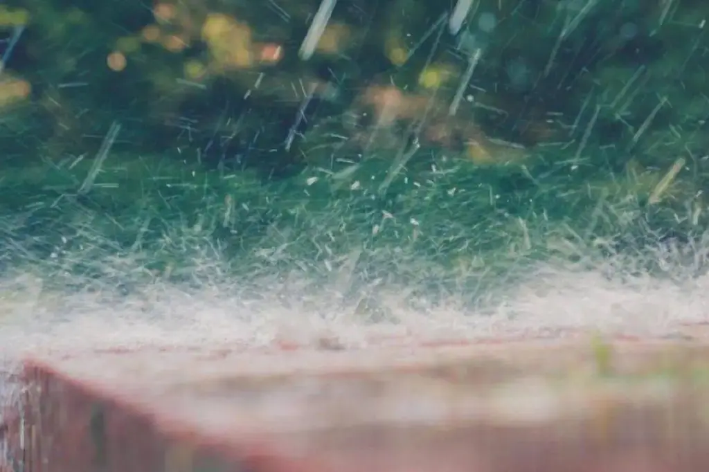 Environment Canada issues heavy rainfall warning for Pitt Meadows, Maple Ridge