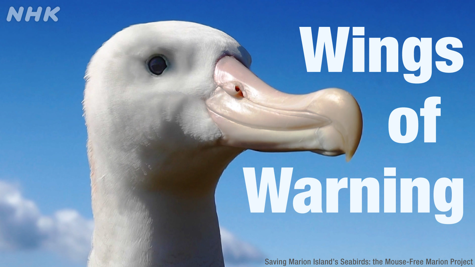 Why seabirds matter: Warning from remote Marion Island