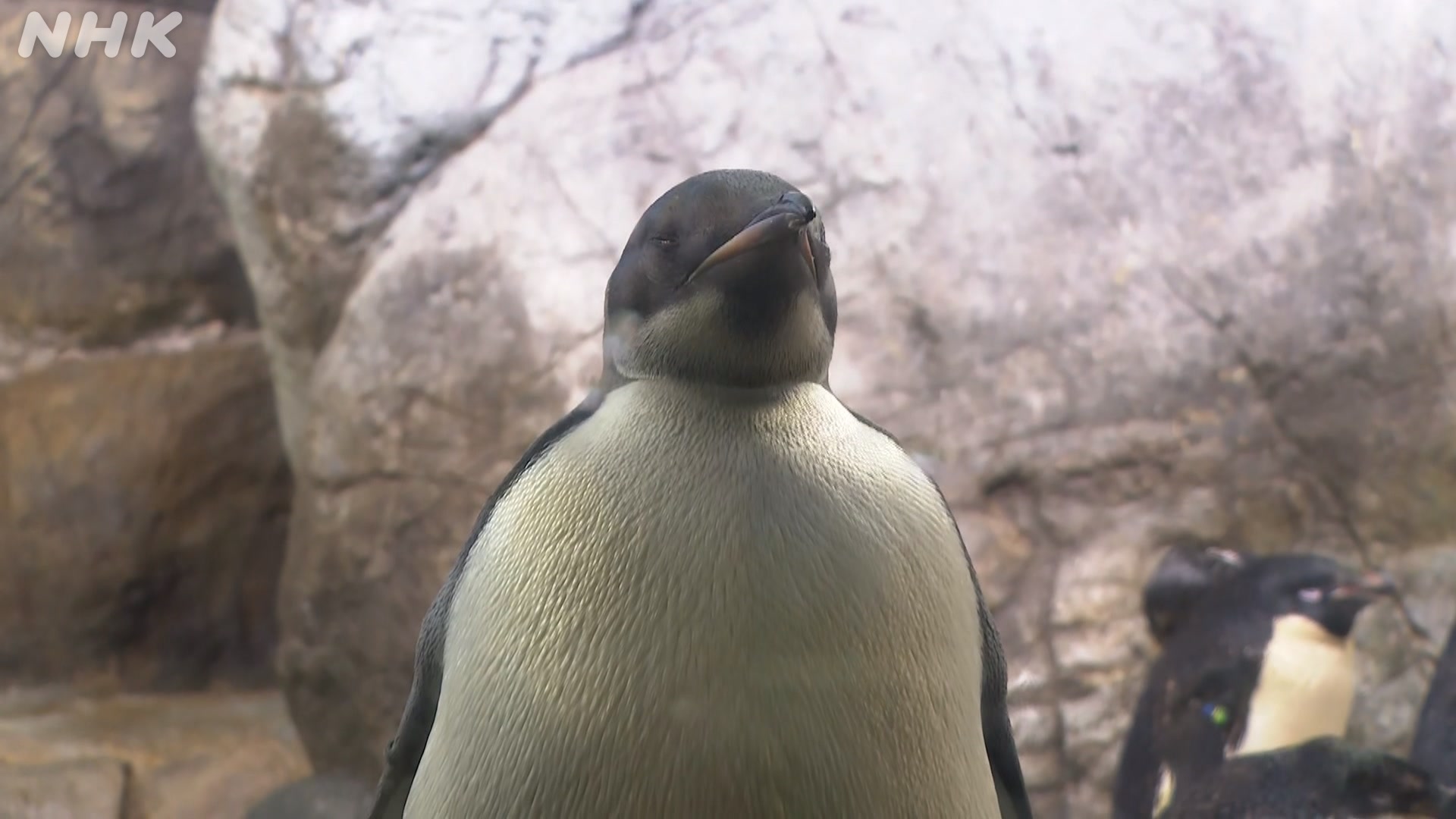 Emperor penguin turns one at Japan theme park | NHK WORLD