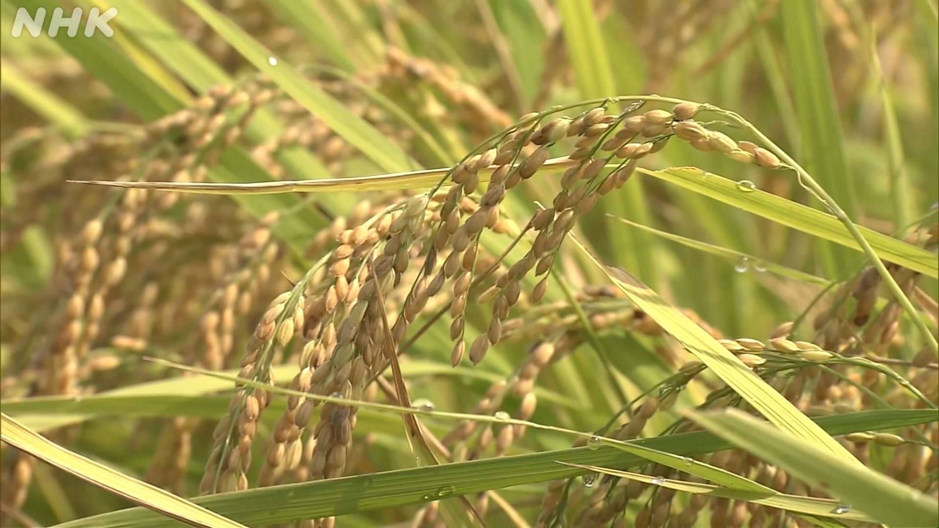 Rice purchases by Japan wholesalers hits record low | NHK WORLD