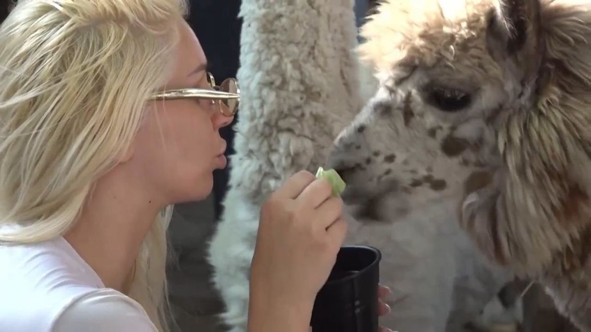 Meet the alpacas over your favourite cuppa