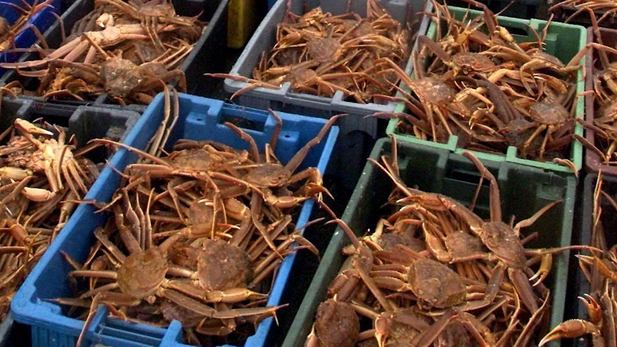 France hasn't issued crab licence off N.L.: Ottawa