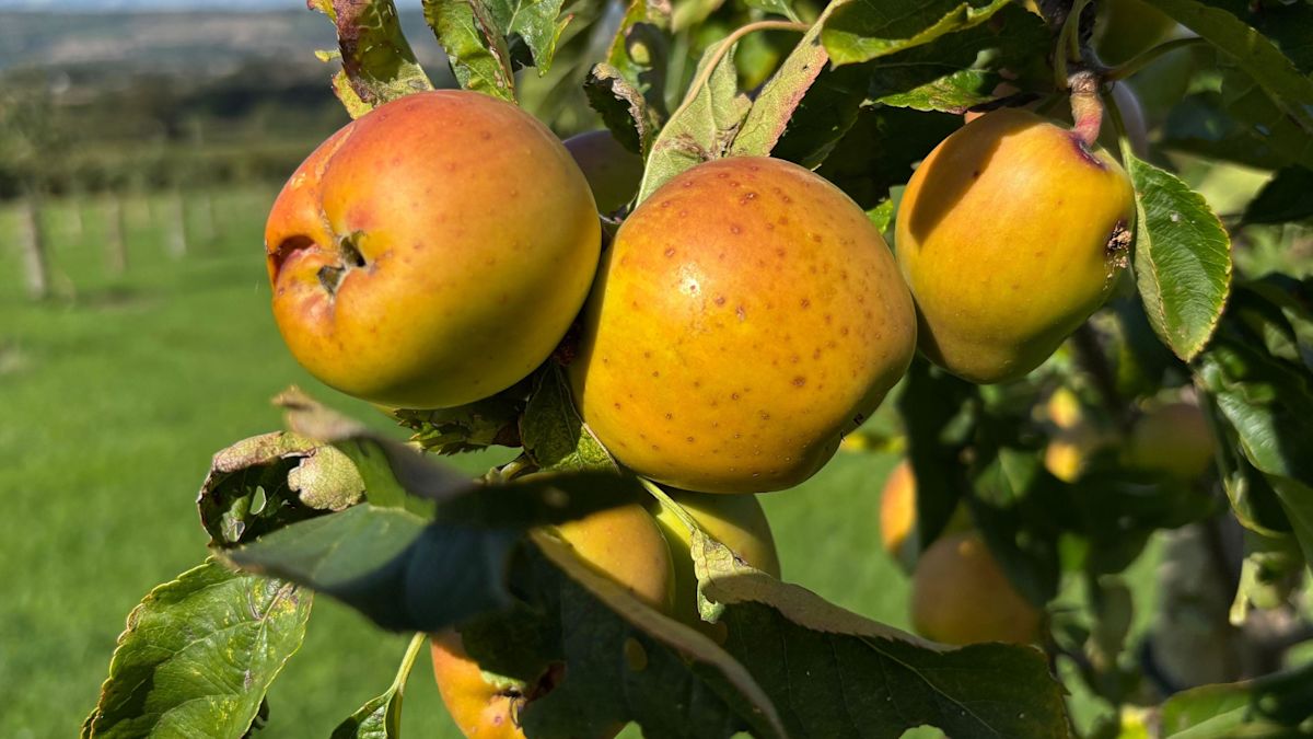Apple appeal as cider festival faces shortage