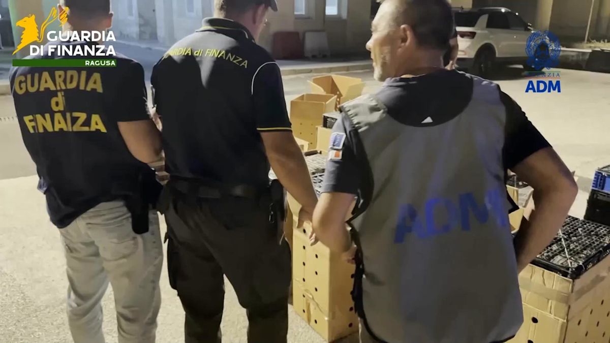 Colourful parrots seized in Italy from Malta