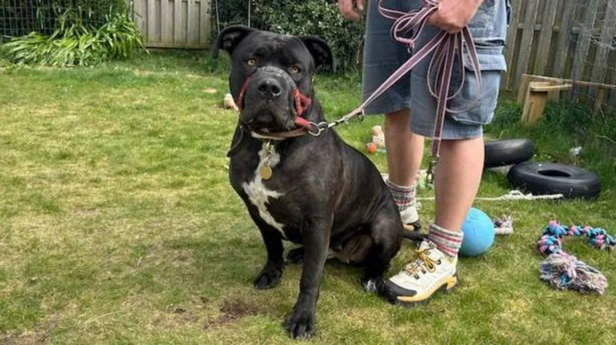 States to scrap insurance need for dangerous dogs