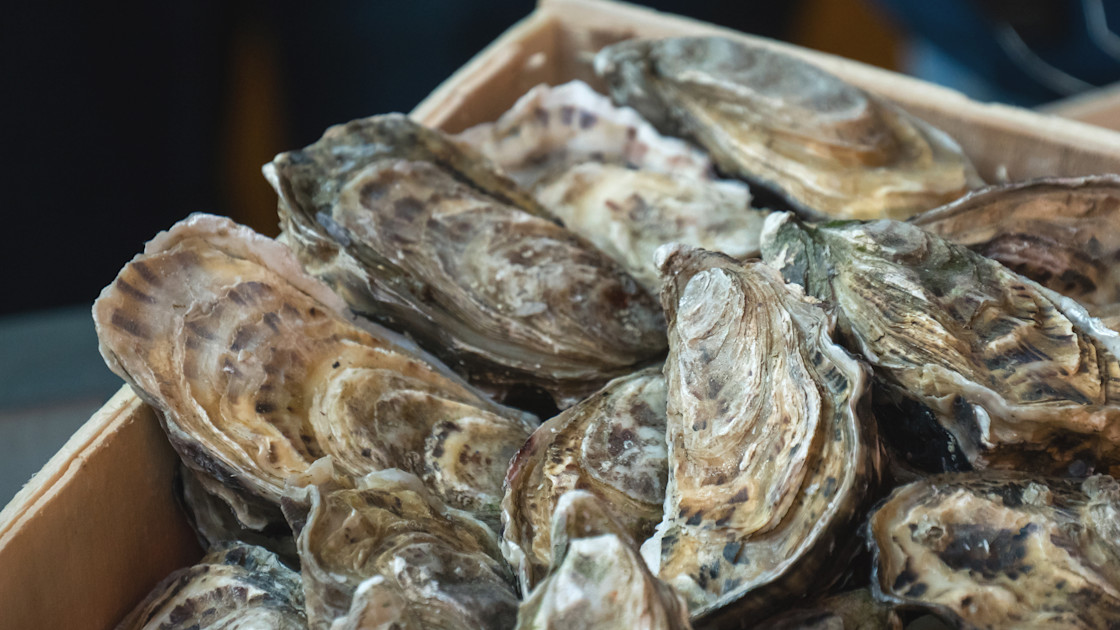 The world’s oyster reefs could add $12 trillion to planetary health each year