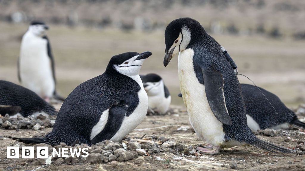 World's largest penguin colony hit by climate