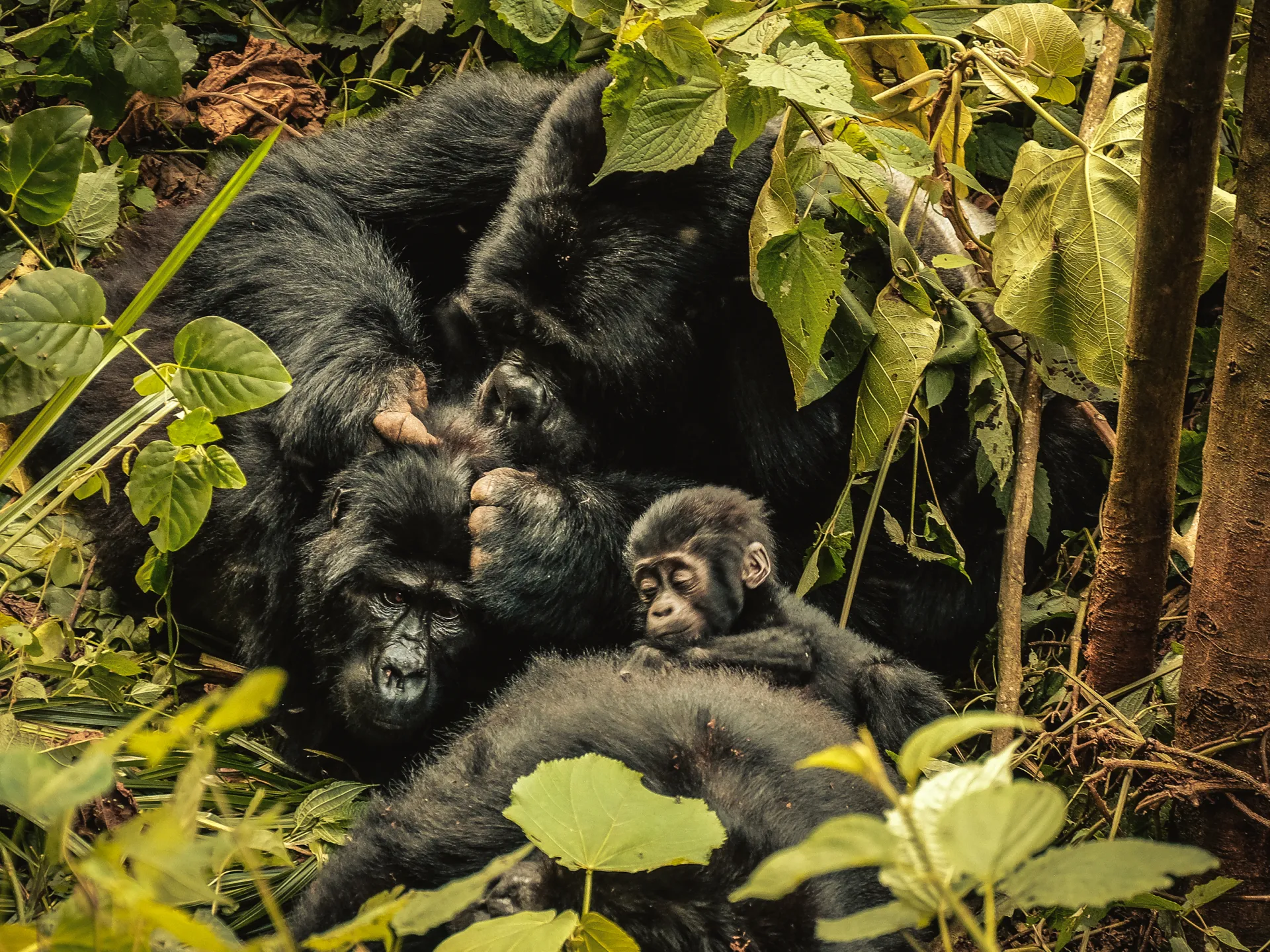 ‘Nature can recover’: Inside the race to rescue world’s crisis