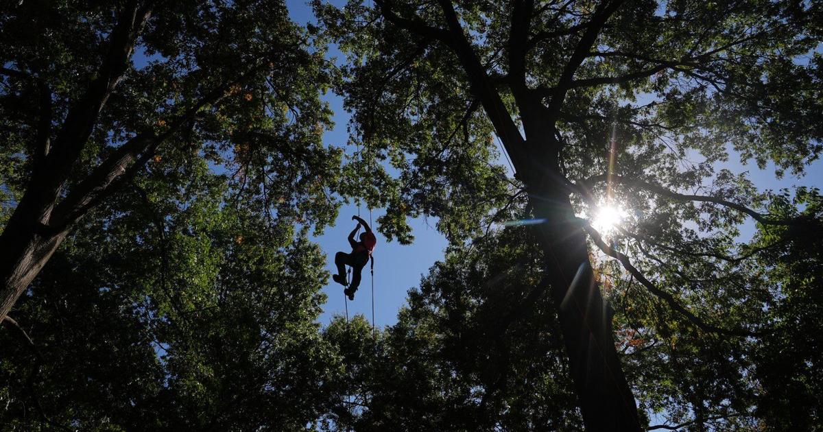 Climbers scale St. Louis trees during international tree climbing competition