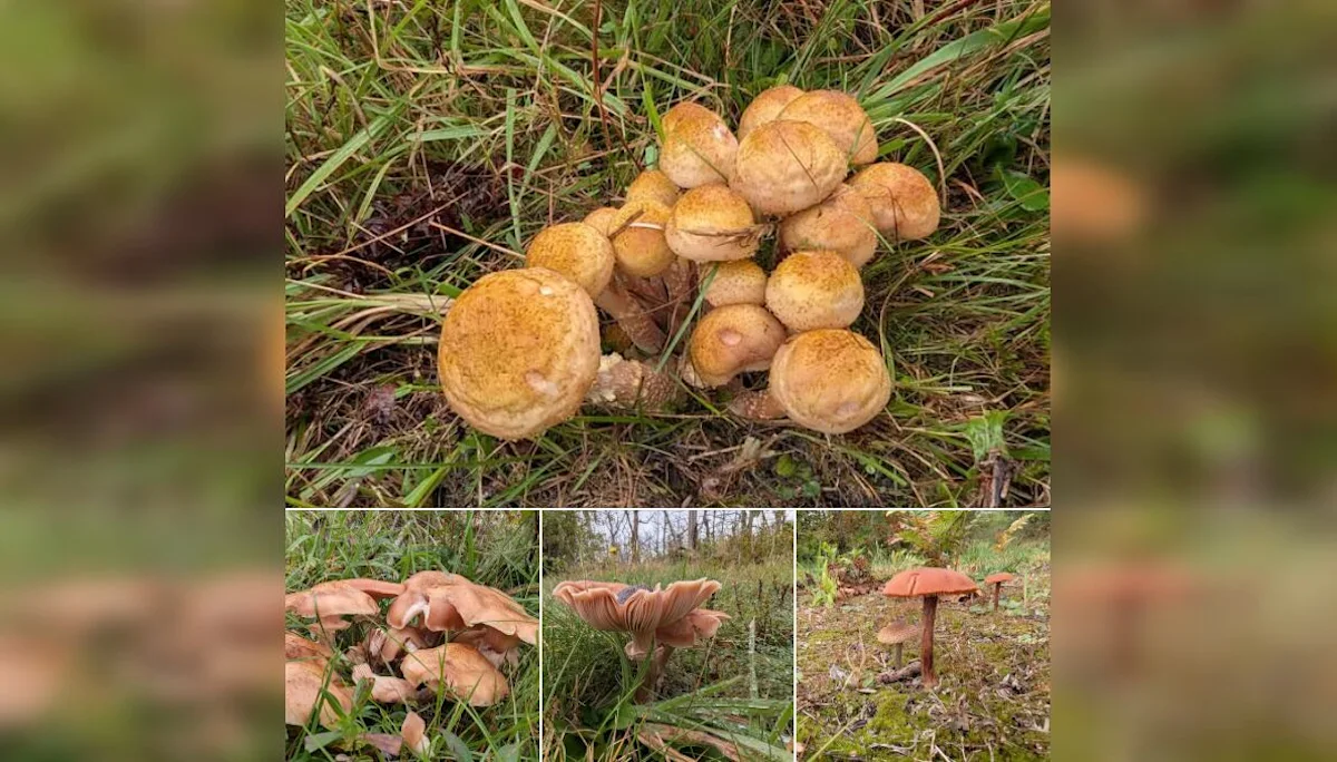 Ample rainfall brings mushroom boom to Nova Scotia