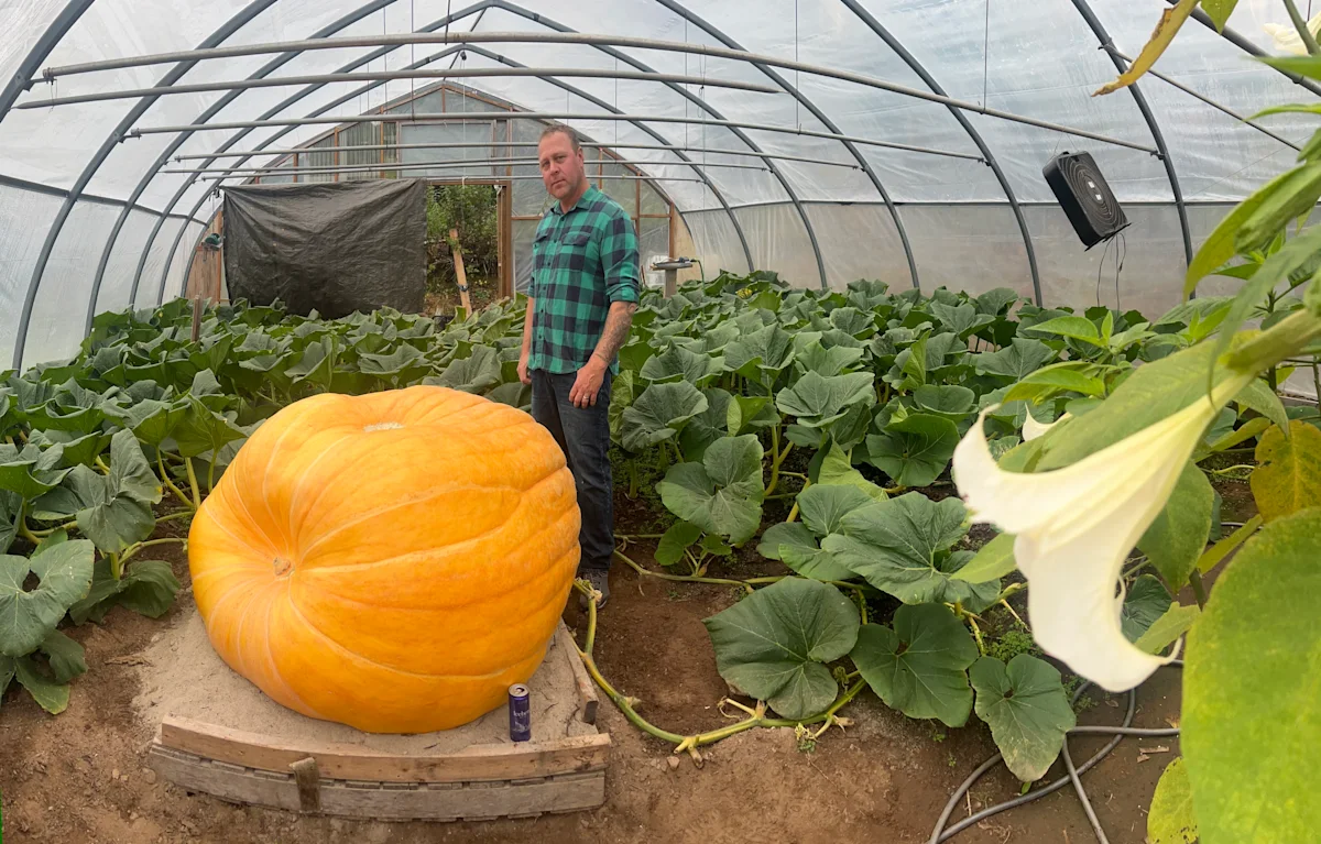 Meet Pothole, an N.L. man's prized pumpkin
