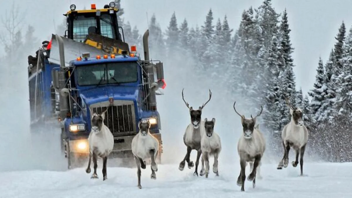 How a loophole in Canada's species-at