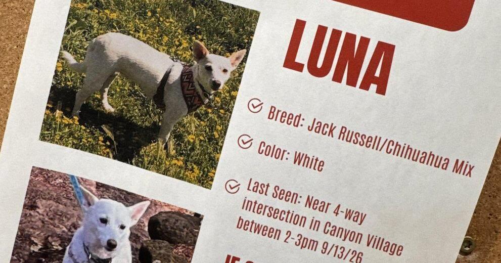 Search for missing pup in Yellowstone is under pressure as winter nears