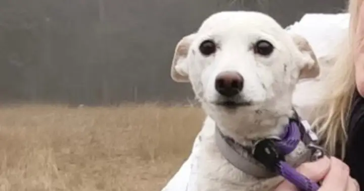 Yellowstone missing dog is homeward bound after being lost for over a month