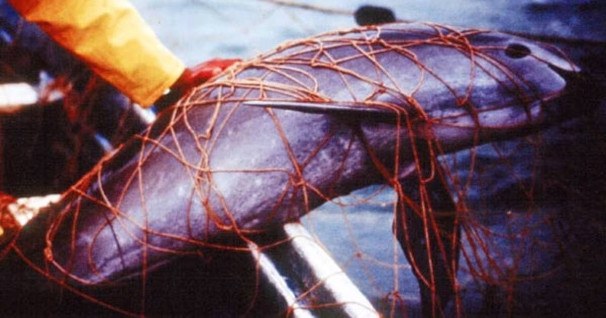 World’s rarest porpoise battles extinction as Mexico shrinks protected area