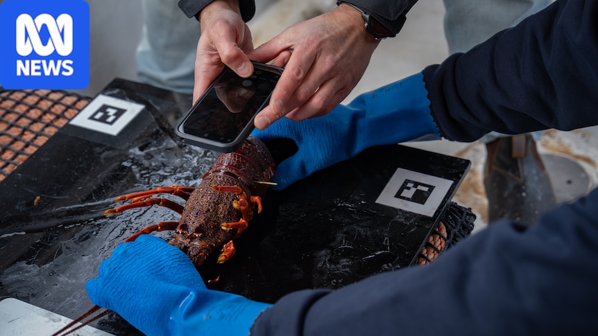AI helps to track lobsters when 'no two shells are the same'