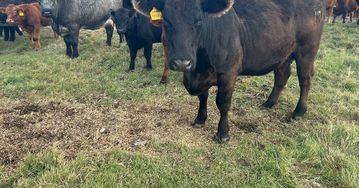 ‘It’s important’: New RCMP position to investigate livestock crimes in Manitoba