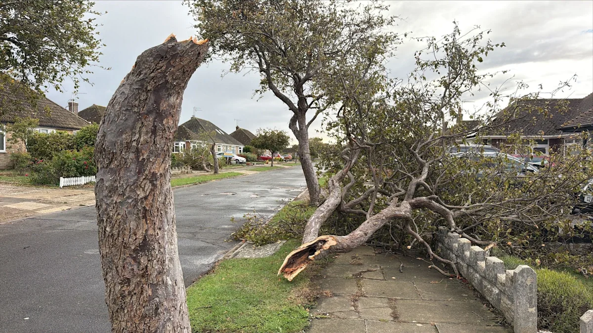 Rare waterspout may have damaged trees near coast