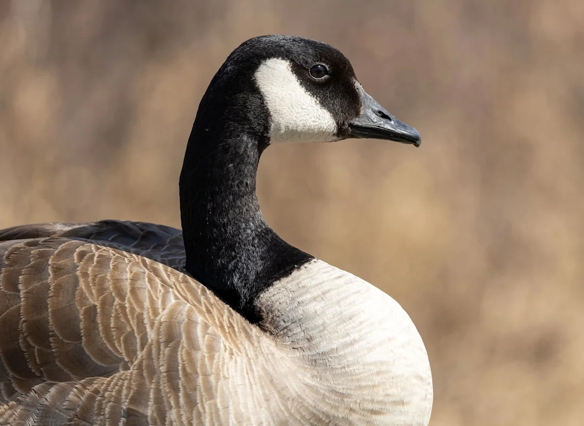 Pile of dead Canada geese discovered near Garson, Man.